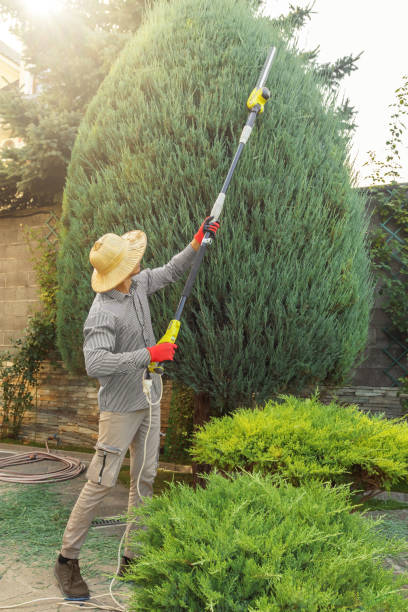 Best Dead Tree Removal  in South Wenatchee, WA